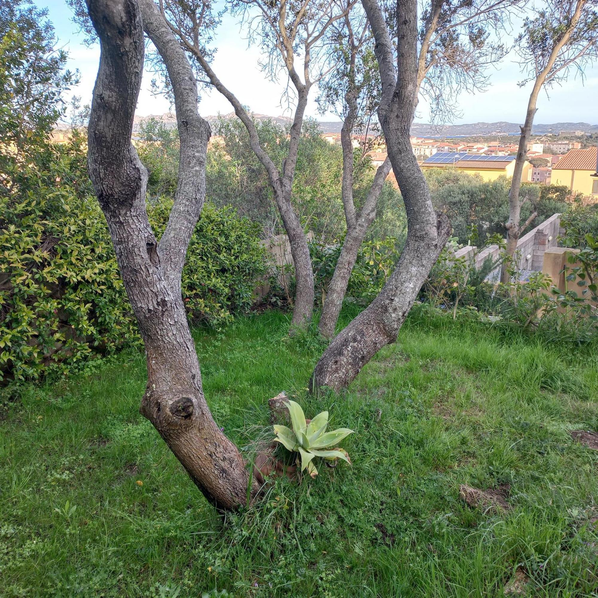 Villa Graziella La Maddalena  Eksteriør billede